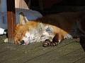 2013-0215-1046_Fox_sleeping_7.9C